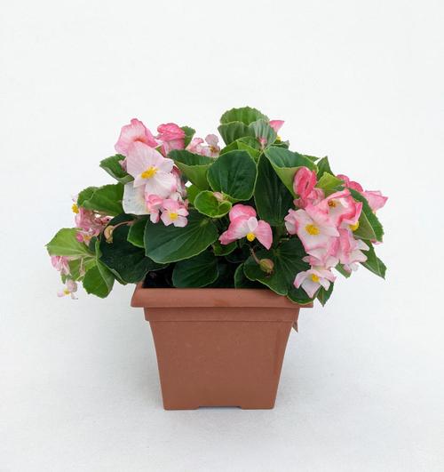 BEGONIA TOPHAT ROSE BICOLOR 8SQ