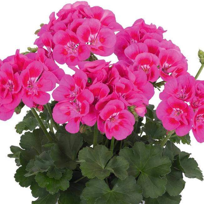 Geranium Geranium Pelargonium Savannah Pink Splash From American Farms 