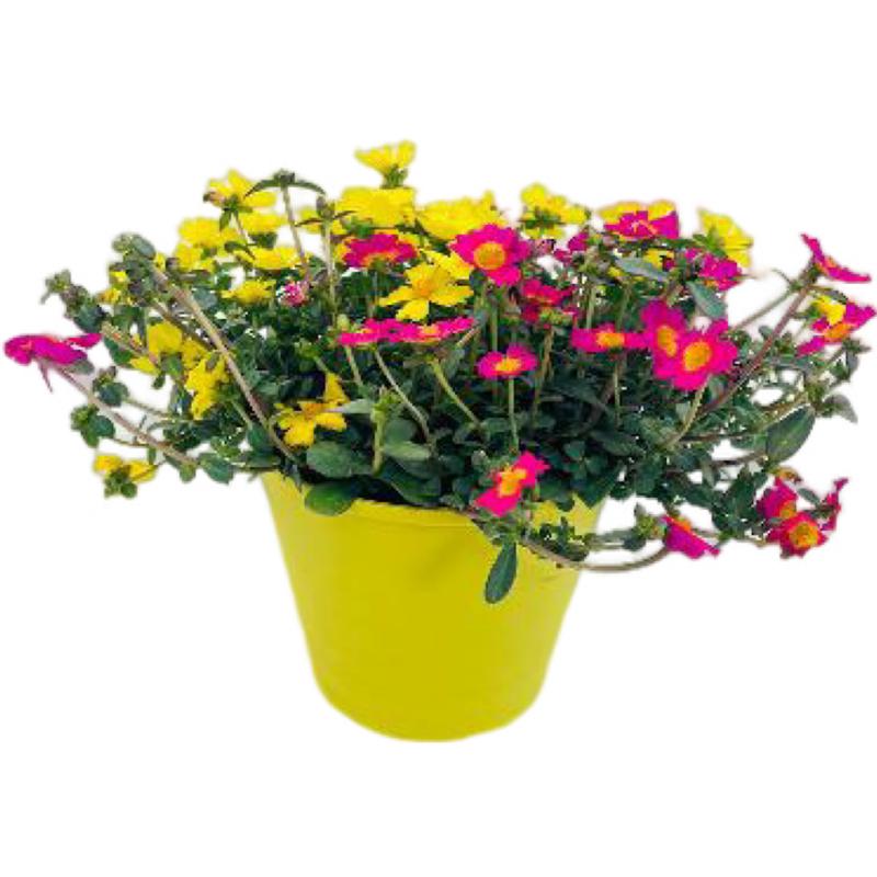 Purslane Purslane Pazzaz Fuchsia Yellow From American Farms