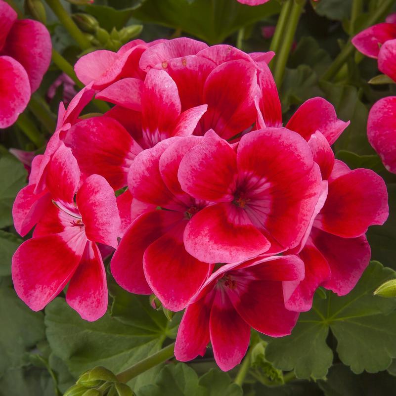 Geranium Geranium Pretty Little Pink Splash From American Farms 