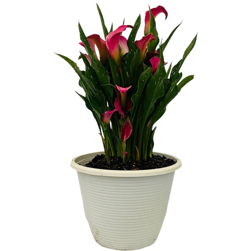 lily-calla-lily-calla-toronto-pink-from-american-farms