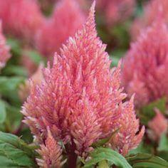 Celosia Celosia Argentea Plumosa Nana Kimono Salmon Pink From American 