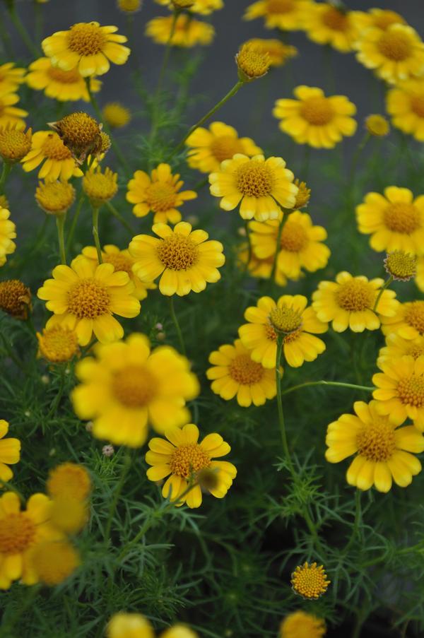 Dahlberg Daisy Dahlberg Daisy (Dyssodia) Golden Fleece from American Farms
