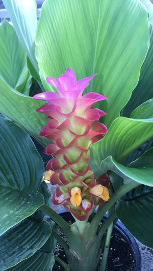 ginger cone purple farms sweet plant plants