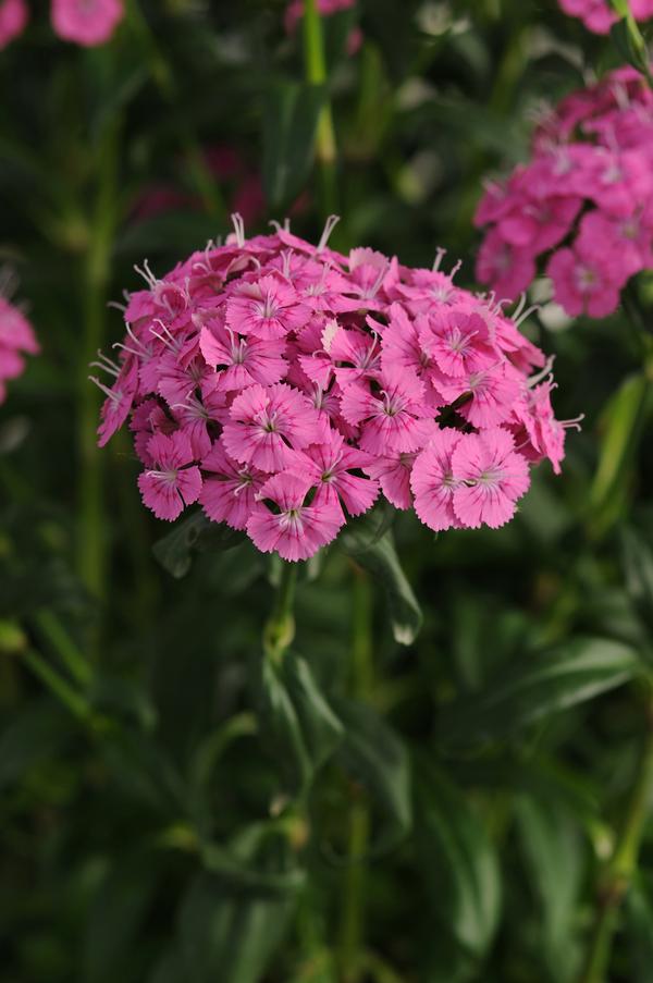 Dianthus Dianthus Jolt Pink From American Farms