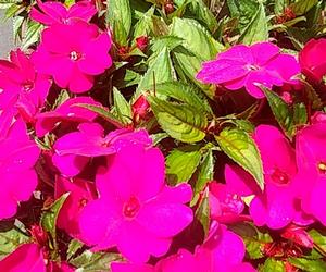 Sunpatiens Impatiens Impatiens Sunpatiens X Hybrida Hort Compact Royal 