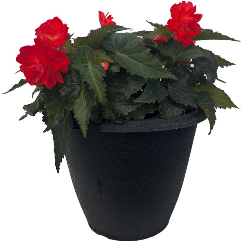 Begonia Iconia Begonia Iconia Miss Miami From American Farms