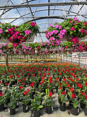 Canna Lilies and Vinca Trailing Hanging Baskets.