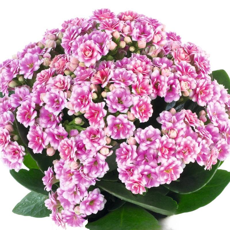 Kalanchoe Kalanchoe Pink and White from American Farms