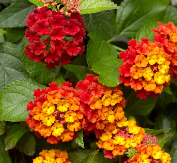 Lantana Lantana Bandana Landscape Red from American Farms