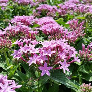 Pentas Pentas Lucky Stars Lavender from American Farms