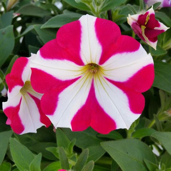 Petunia Petunia Amore Mio From American Farms