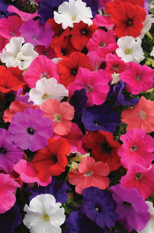 Petunia Petunia Pretty Flora Mix from American Farms