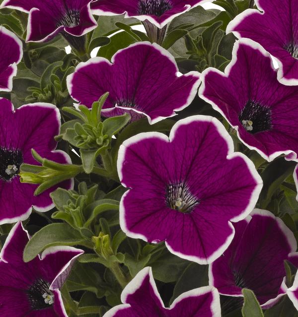 Petunia Petunia Surprise Magenta Halo from American Farms