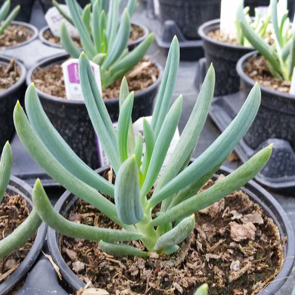 Senecio Senecio Blue from American Farms