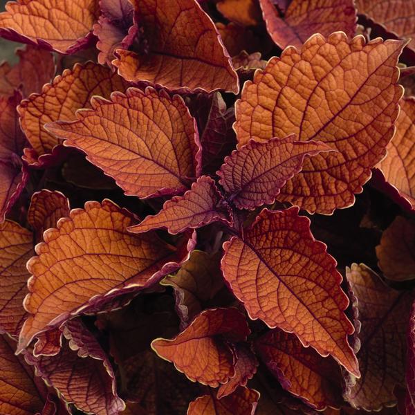 Coleus Coleus (Solenostemon) Wall Street from American Farms