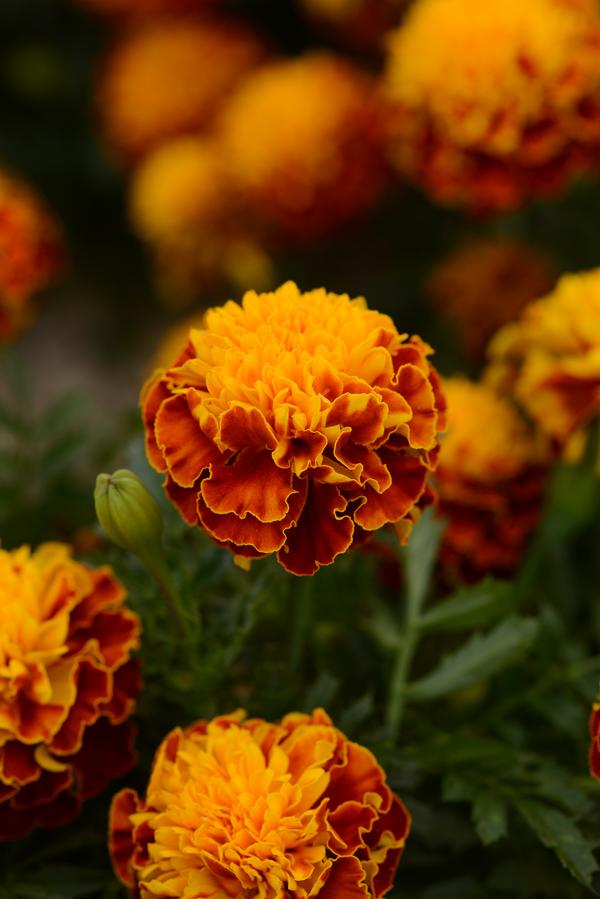 Marigold Marigold Hot Pak Spry from American Farms