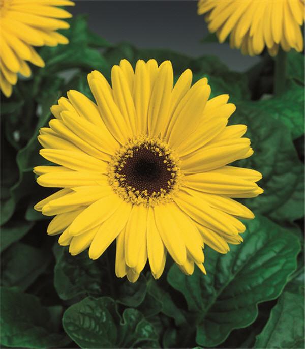 Gerbera Daisy Gerbera Jamesonii Jaguar Yellow Dark Center from American