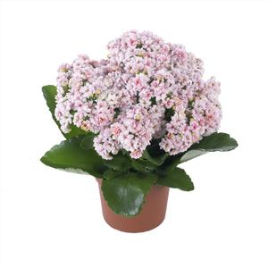 Kalanchoe Kalanchoe Calandiva Middler (Pink & White) from American Farms