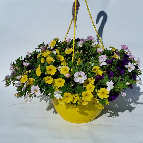 Calibrachoa Combination Garden Combination Confetti Garden 'Hawaii Hoku ...