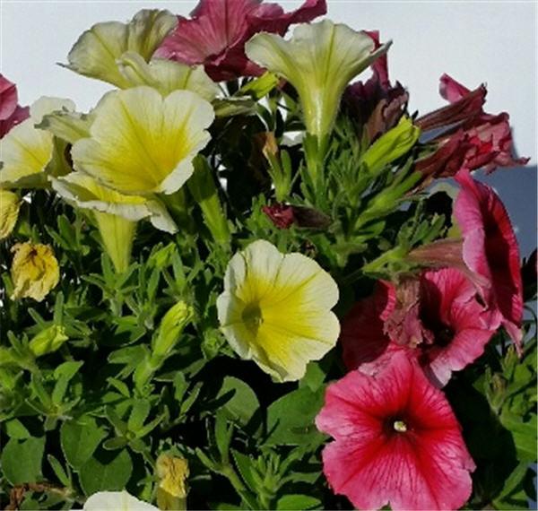 Petunia Duo Garden Combination Confetti Garden 'Banana Split from