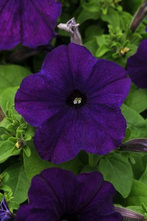 Petunia Petunia Pretty Flora Midnight from American Farms