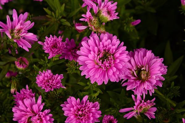 Aster Aster Henry III Pink from American Farms