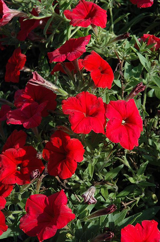 Petunia Petunia Pretty Flora Red from American Farms