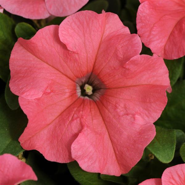 Petunia Petunia Pretty Grand Coral from American Farms