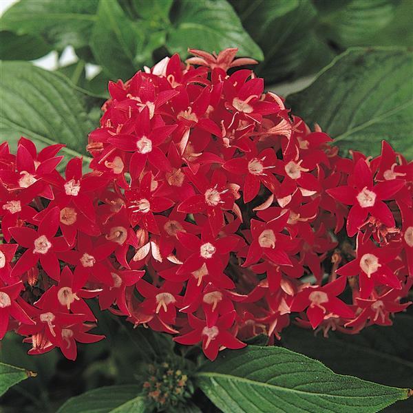 Pentas Pentas Butterfly Red from American Farms