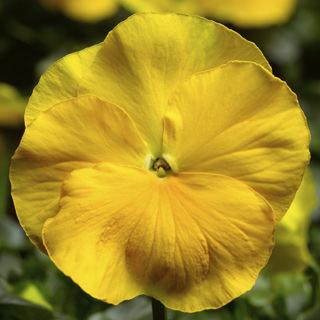 Pansy Pansy Delta Premium Pure Yellow from American Farms