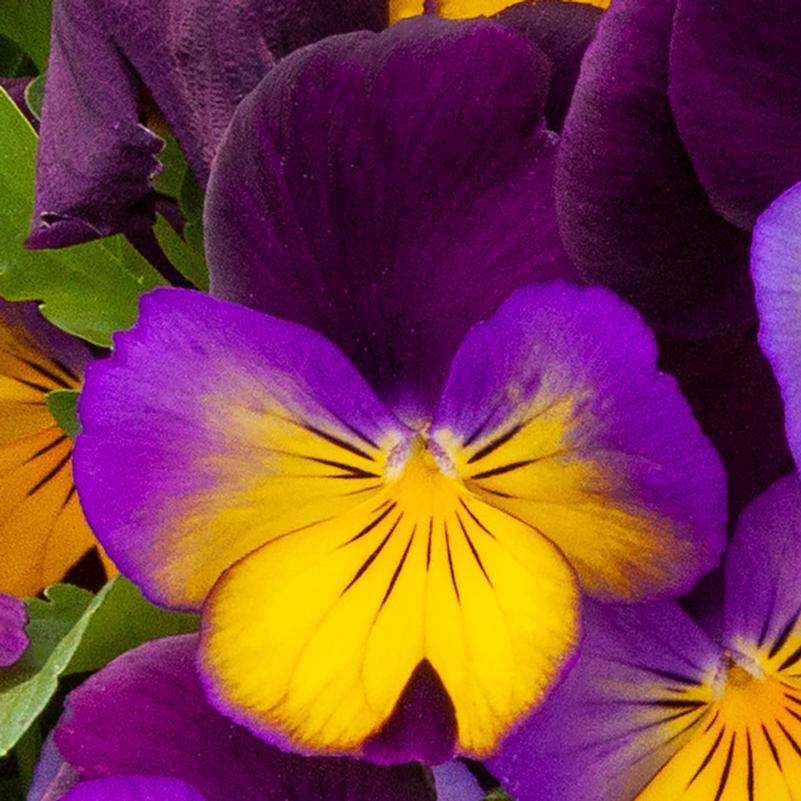 Pansy Trailing Pansy Trailing Freefall Sundown from American Farms