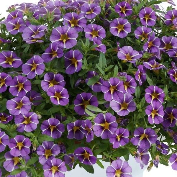 Calibrachoa Calibrachoa Colibri Purple Bling from American Farms