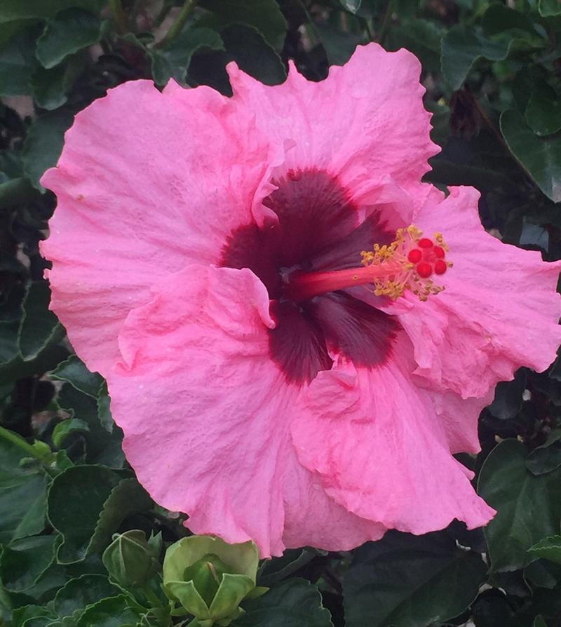 Hollywood Hibiscus Hollywood Hibiscus Hollywood Pop Star from American ...