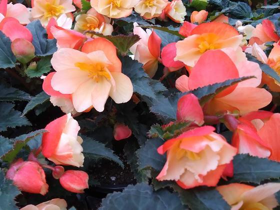 Begonia Iconia Begonia Iconia Scentiment Peachy Keen from American Farms