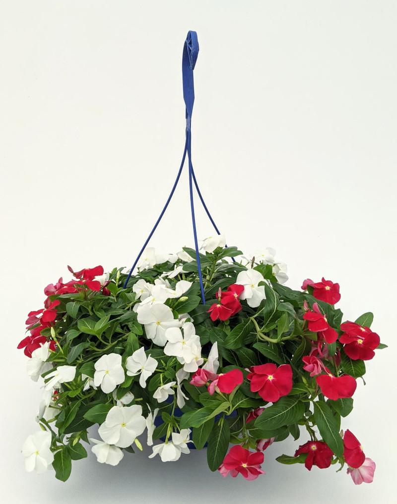 Vinca Trailing Duo Vinca Trailing Vinca Trailing Red + White from ...