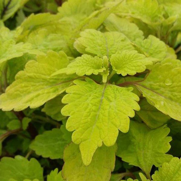 Coleus Coleus Gold Lace from American Farms