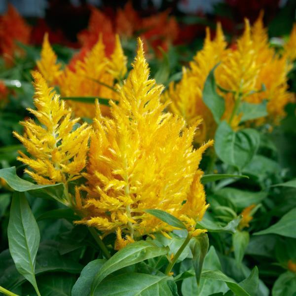 Celosia Celosia Flamma Golden from American Farms