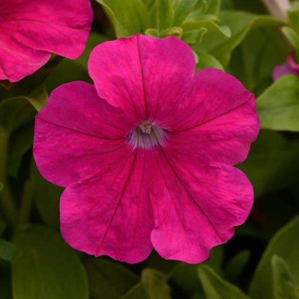 Petunia Petunia Pretty Flora Rose from American Farms