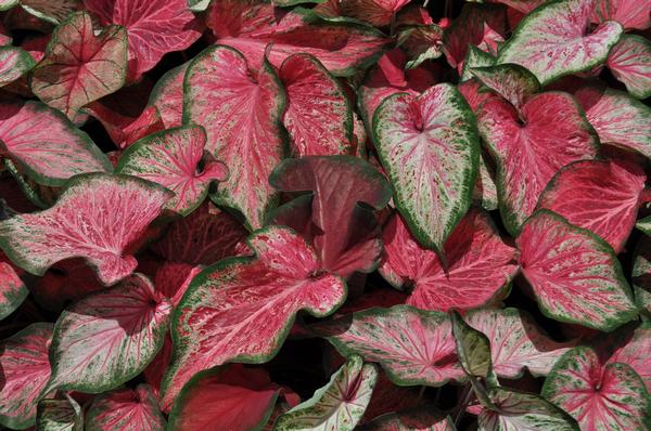 Caladium Caladium X Hortulanum Blushing Bride from American Farms