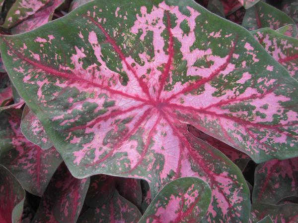 Caladium Caladium X Hortulanum Carolyn Whorton Pink from American Farms