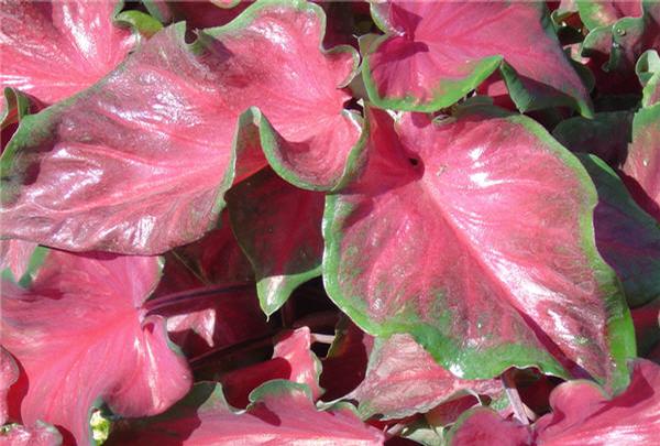 Caladium Caladium X Hortulanum Red Ruffles from American Farms