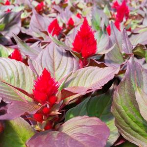 Celosia Celosia Argentea Plumosa Nana Smart Look Red from American Farms