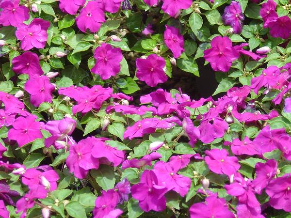 Impatiens Impatiens Walleriana S.E. Violet Xp from American Farms