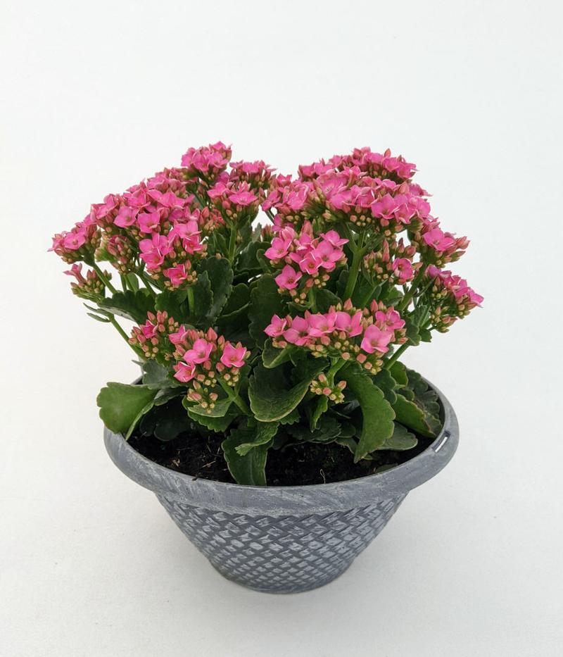 Kalanchoe Kalanchoe Pink Dark Cora From American Farms