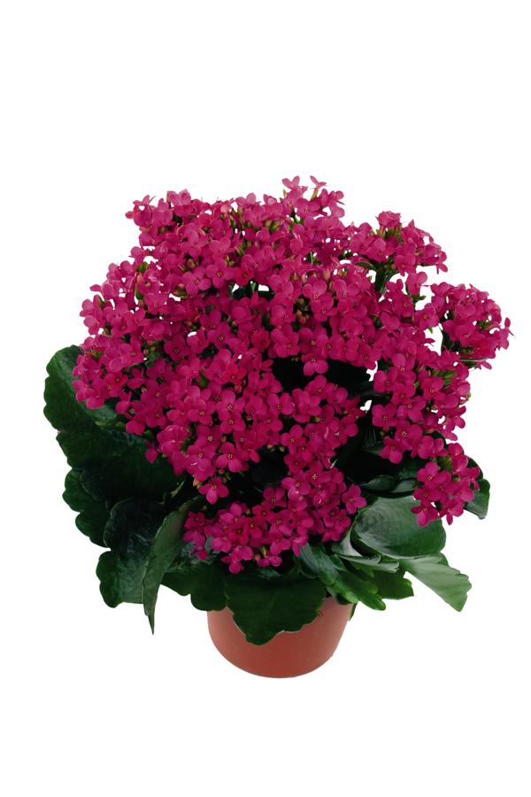 Kalanchoe Kalanchoe Lican (Purple) from American Farms