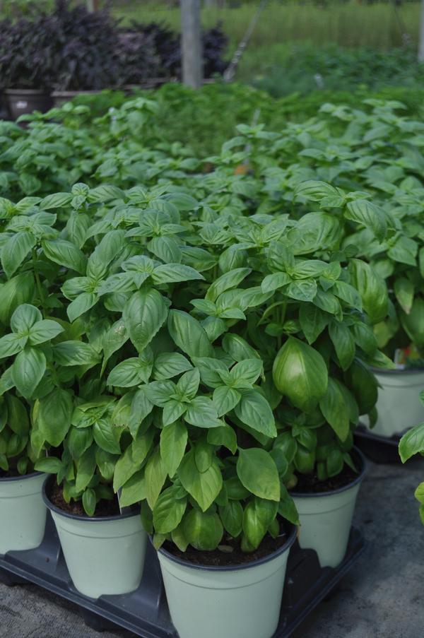 Basil Sweet Herbs Sweet Basil from American Farms
