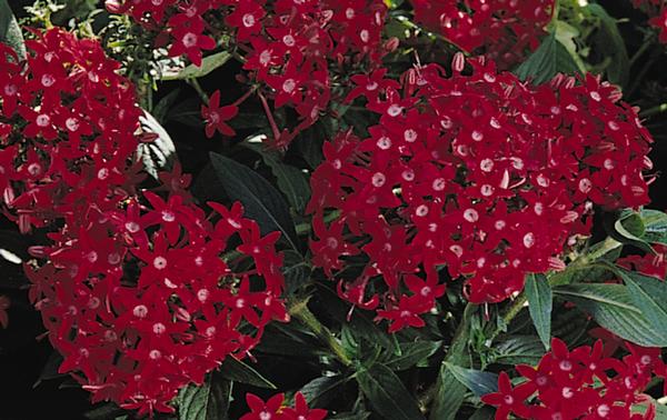 Pentas Pentas Lanceolata Butterfly Red from American Farms