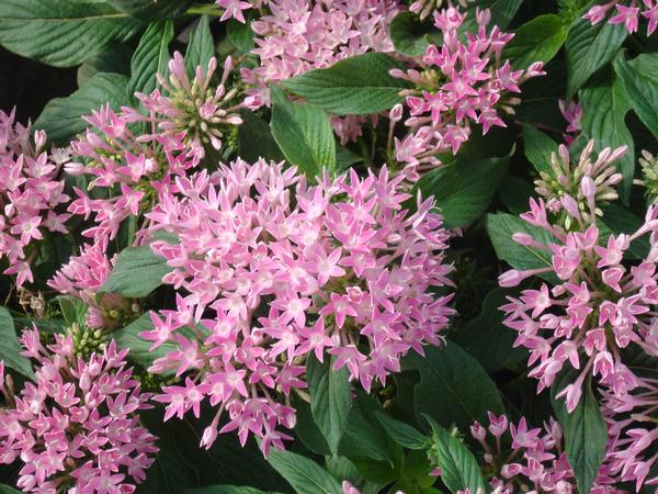 Pentas Pentas Lanceolata Graffiti Pink from American Farms