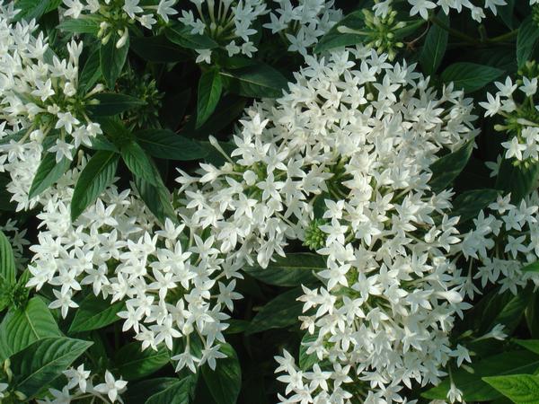 Pentas Pentas Lanceolata Graffiti White from American Farms